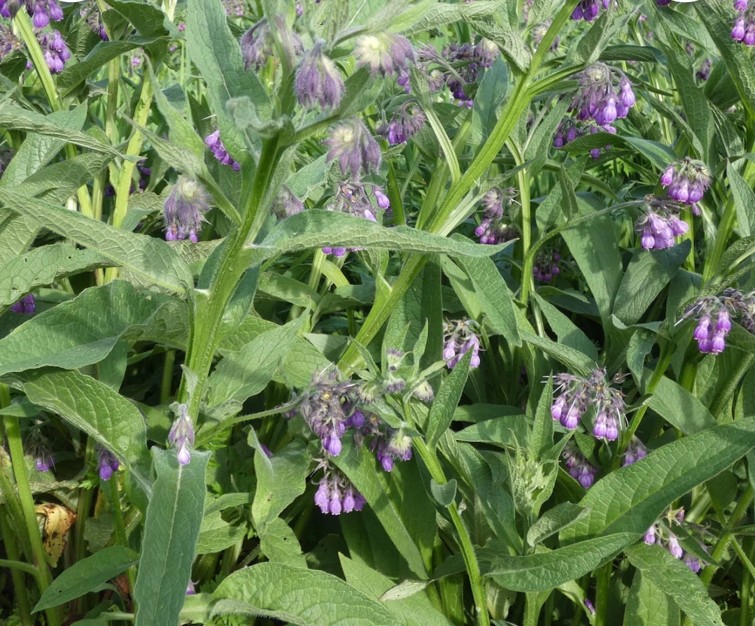 Comfrey Salve