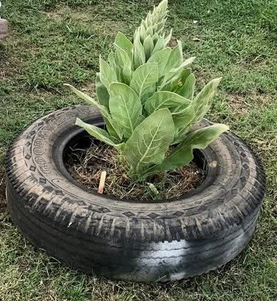 Mullein leaves