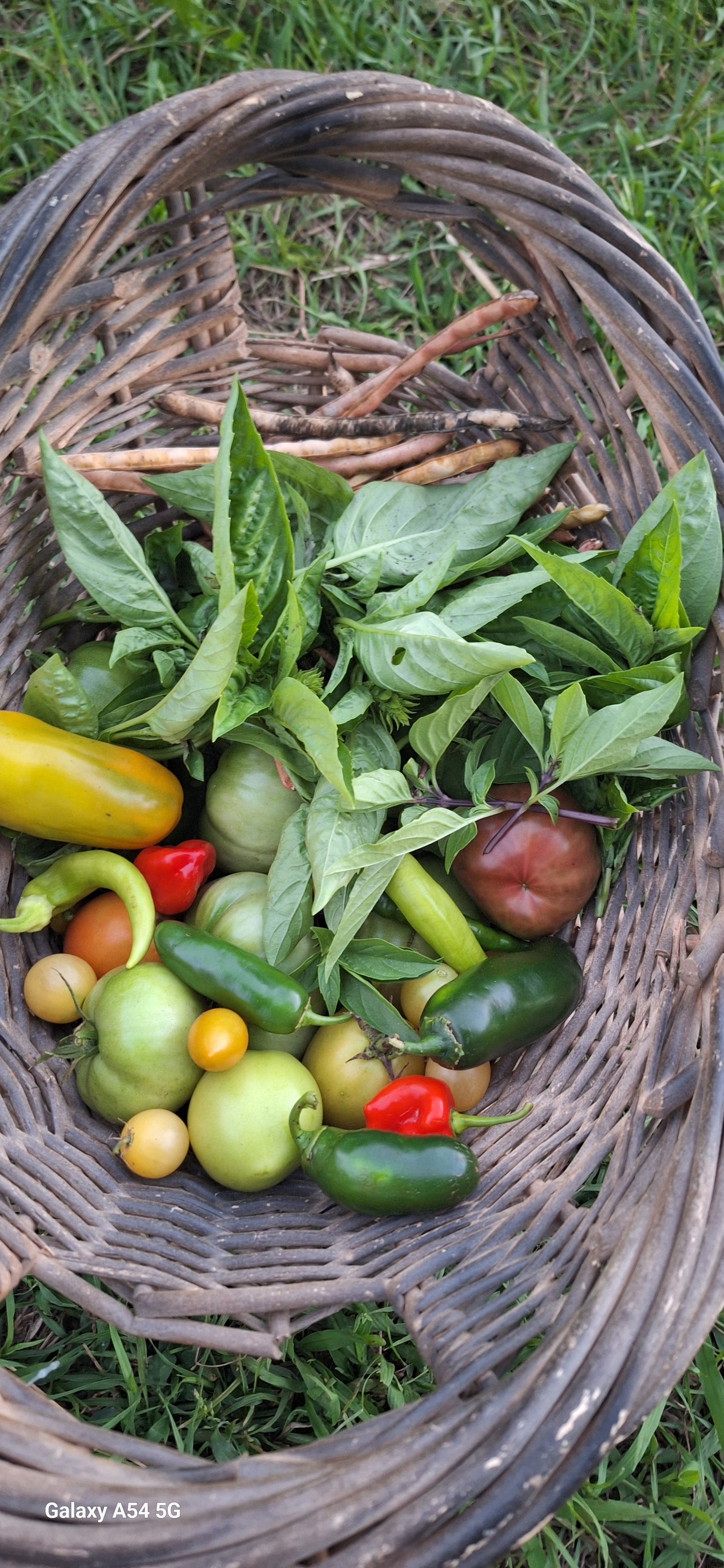 Gardening on a budget class for up to 15 participants