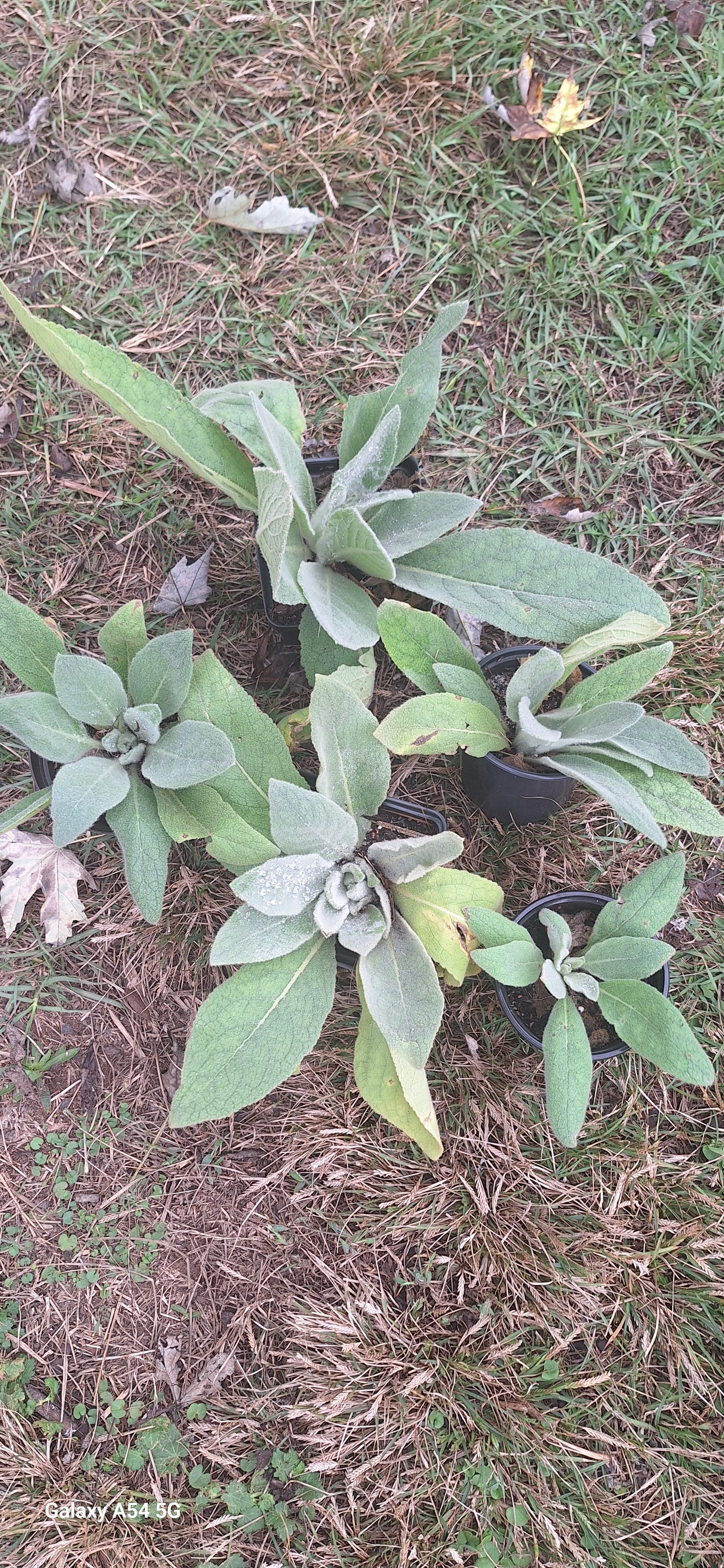 Live Mullein plant (medium)