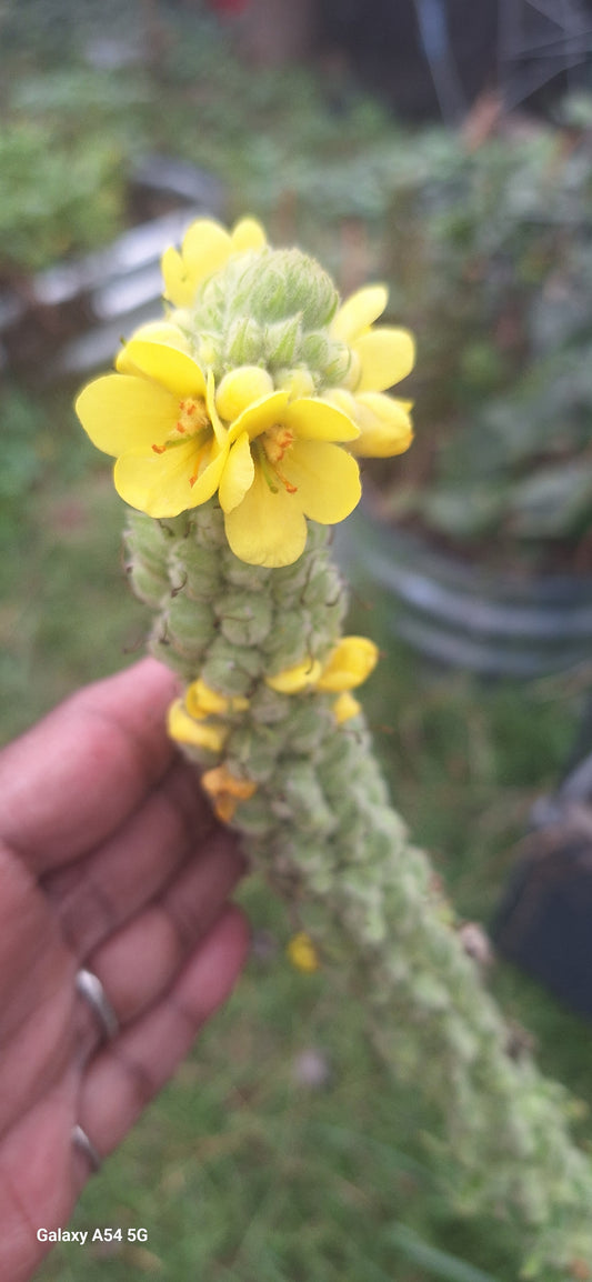 Live Mullein plant (medium)