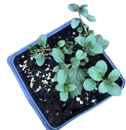 Peppermint seedling plant