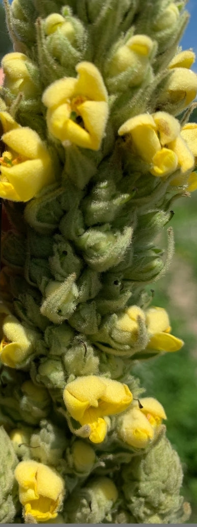 Live Mullein plant (small)