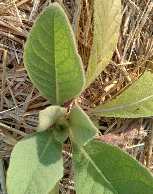 Mullein leaves