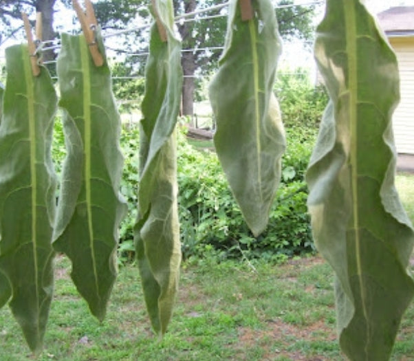 Live Mullein plant (small)