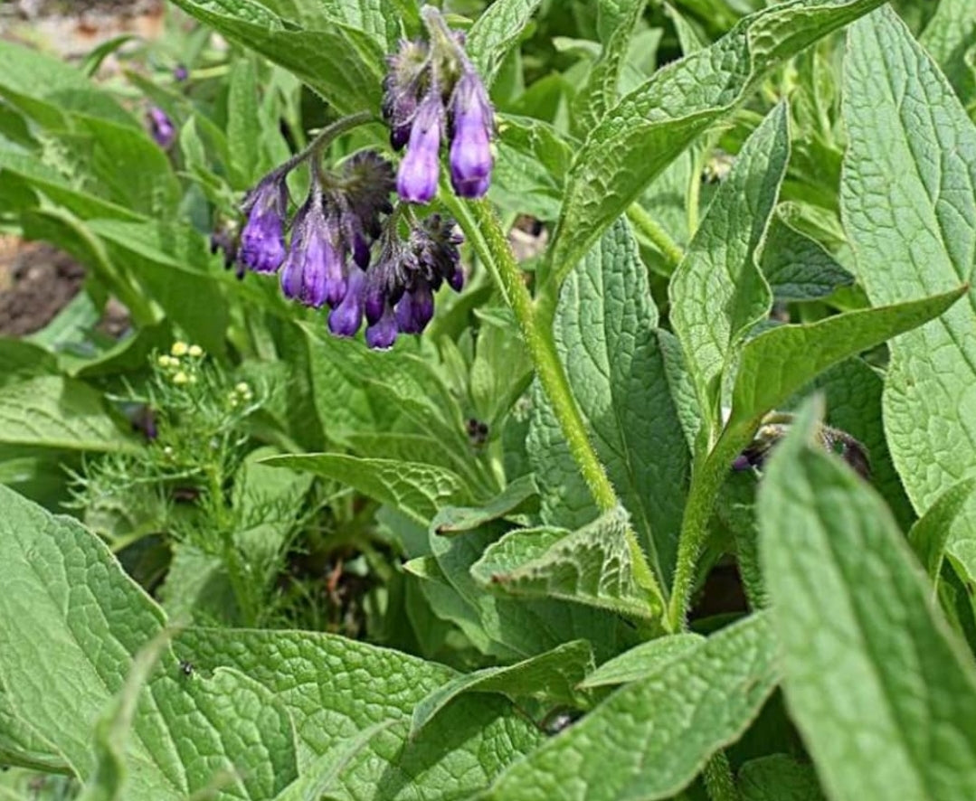 Comfrey Salve