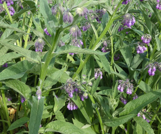 Live Comfrey plant