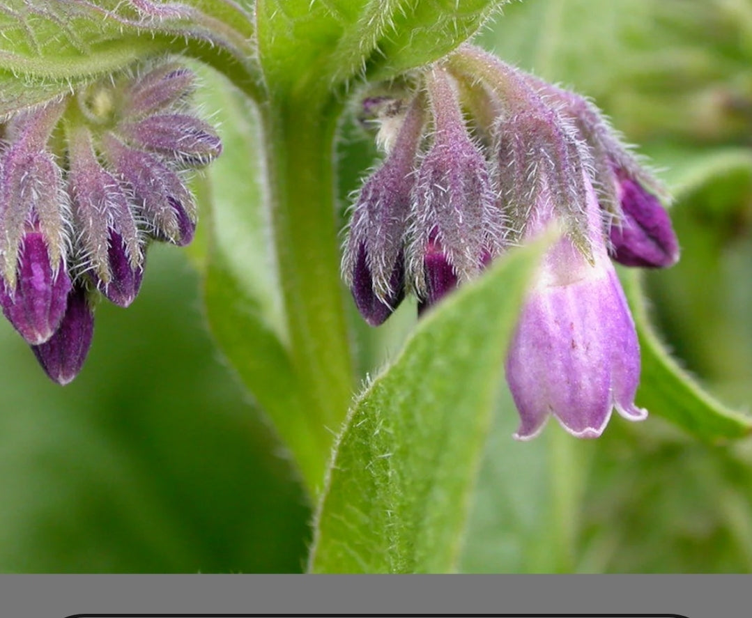 Comfrey Salve