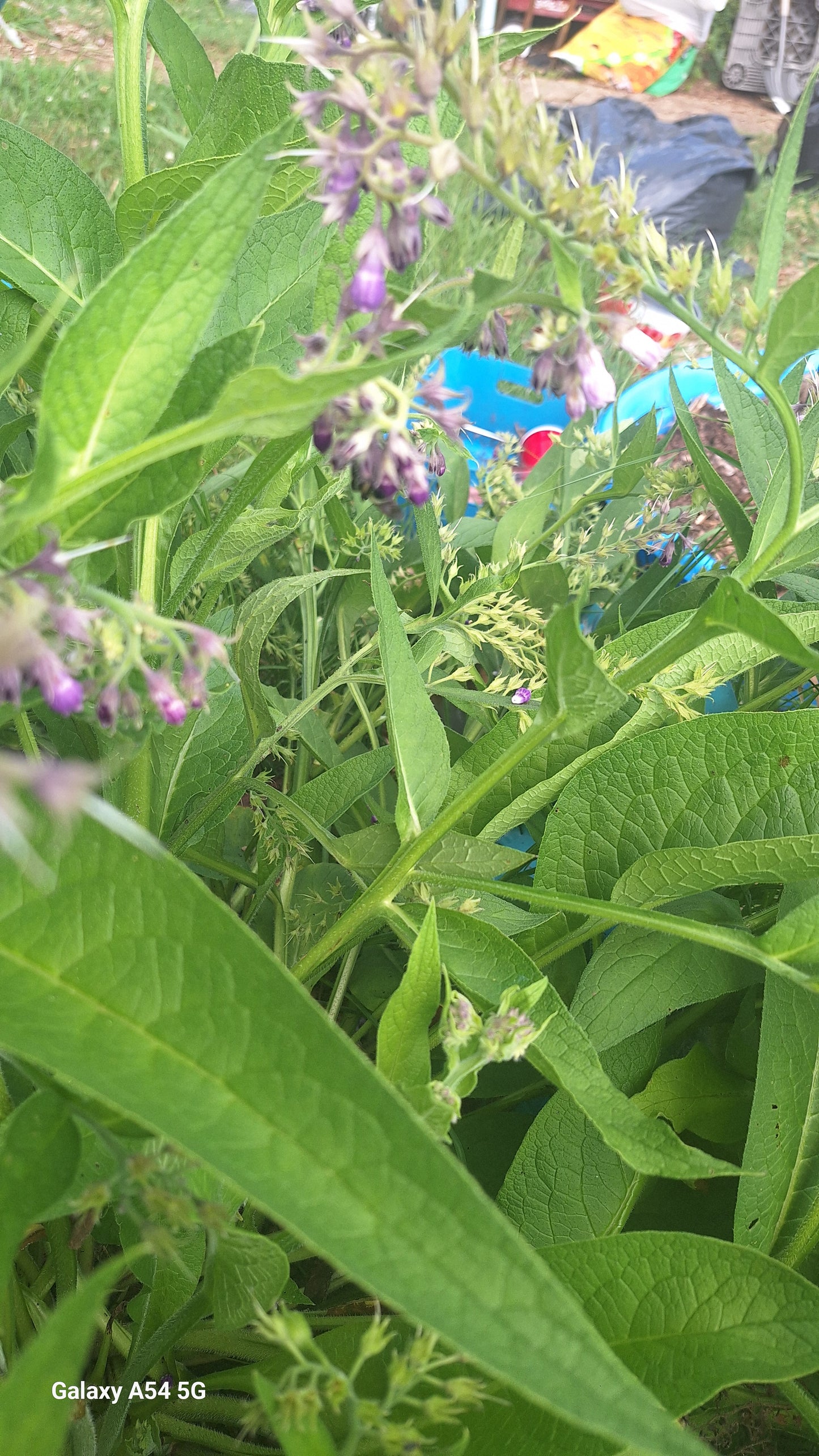 Comfrey Salve