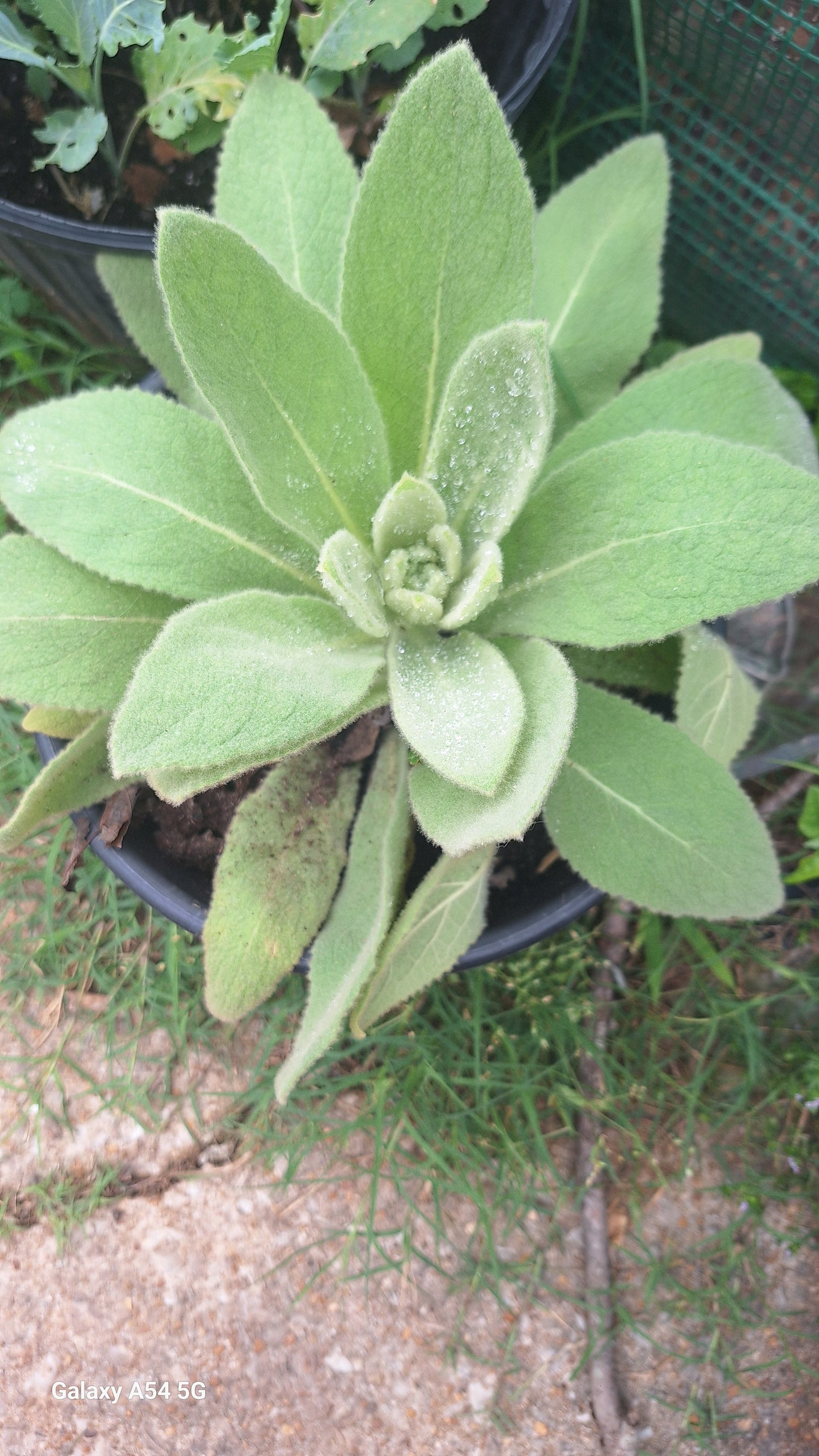 Comfrey Salve